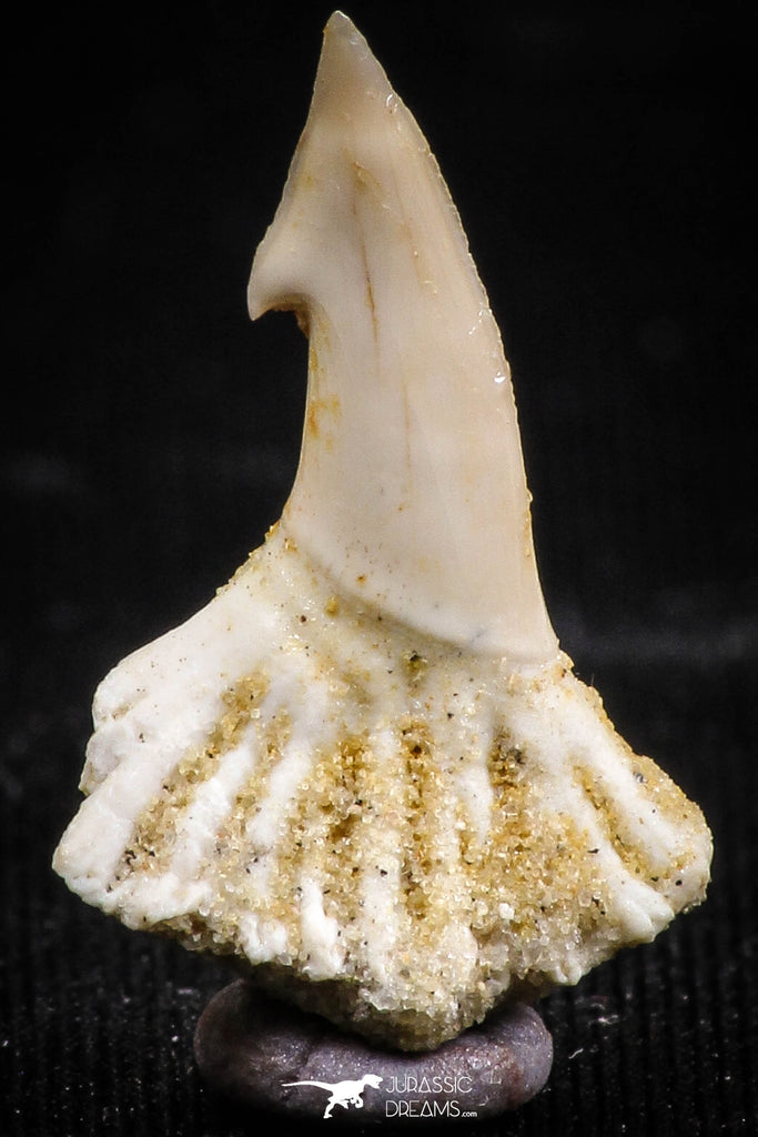 06094 - Nicely Preserved 0.81 Inch Onchopristis numidus Cretaceous Sawfish Rostral Tooth