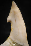 06094 - Nicely Preserved 0.81 Inch Onchopristis numidus Cretaceous Sawfish Rostral Tooth
