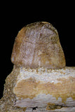 20767 - Museum Grade 3.09 Inch Carinodens belgicus (Mosasaur) Partial Left Hemi-Jaw Dentary