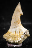 06094 - Nicely Preserved 0.81 Inch Onchopristis numidus Cretaceous Sawfish Rostral Tooth