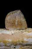 20767 - Museum Grade 3.09 Inch Carinodens belgicus (Mosasaur) Partial Left Hemi-Jaw Dentary