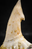 06094 - Nicely Preserved 0.81 Inch Onchopristis numidus Cretaceous Sawfish Rostral Tooth