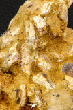 07744 - Top Rare 5.11 Inch Lepidotes pankowskii Partial Body (Associated scales) Cretaceous KemKem Beds
