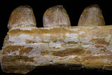 20767 - Museum Grade 3.09 Inch Carinodens belgicus (Mosasaur) Partial Left Hemi-Jaw Dentary