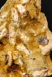 07744 - Top Rare 5.11 Inch Lepidotes pankowskii Partial Body (Associated scales) Cretaceous KemKem Beds