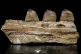 20767 - Museum Grade 3.09 Inch Carinodens belgicus (Mosasaur) Partial Left Hemi-Jaw Dentary