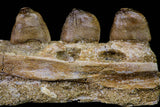 20767 - Museum Grade 3.09 Inch Carinodens belgicus (Mosasaur) Partial Left Hemi-Jaw Dentary