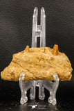 07745 - Collector Grade 4.02 Inch Spinosaurus Dinosaur Partial Right Dentary Bone Cretaceous KemKem Beds