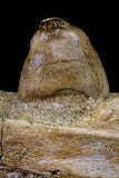 20767 - Museum Grade 3.09 Inch Carinodens belgicus (Mosasaur) Partial Left Hemi-Jaw Dentary