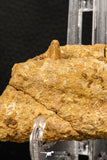 07745 - Collector Grade 4.02 Inch Spinosaurus Dinosaur Partial Right Dentary Bone Cretaceous KemKem Beds