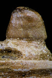 20767 - Museum Grade 3.09 Inch Carinodens belgicus (Mosasaur) Partial Left Hemi-Jaw Dentary