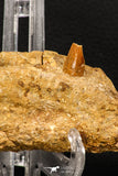 07745 - Collector Grade 4.02 Inch Spinosaurus Dinosaur Partial Right Dentary Bone Cretaceous KemKem Beds