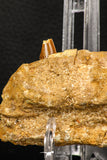 07745 - Collector Grade 4.02 Inch Spinosaurus Dinosaur Partial Right Dentary Bone Cretaceous KemKem Beds