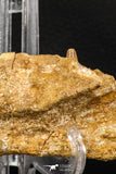 07745 - Collector Grade 4.02 Inch Spinosaurus Dinosaur Partial Right Dentary Bone Cretaceous KemKem Beds