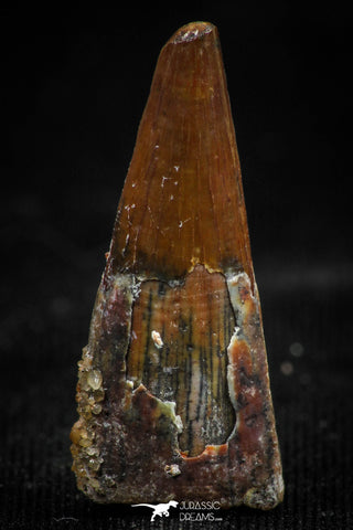 06097 - Top Beautiful 0.94 Inch Pterosaur (Coloborhynchus) Tooth Cretaceous KemKem