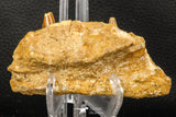 07745 - Collector Grade 4.02 Inch Spinosaurus Dinosaur Partial Right Dentary Bone Cretaceous KemKem Beds