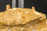 07745 - Collector Grade 4.02 Inch Spinosaurus Dinosaur Partial Right Dentary Bone Cretaceous KemKem Beds