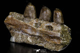 20767 - Museum Grade 3.09 Inch Carinodens belgicus (Mosasaur) Partial Left Hemi-Jaw Dentary