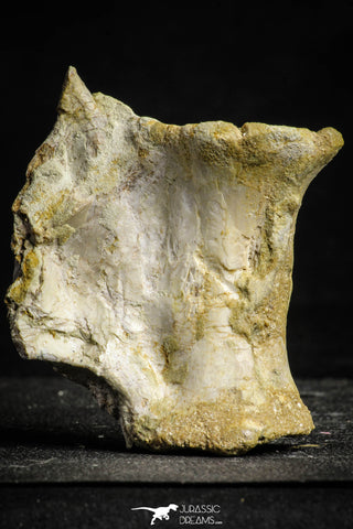22228 - Top Rare 3.20 Inch Unidentified Theropod Dinosaur Vertebra (Tail) Bone Cretaceous KemKem