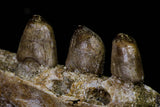 20767 - Museum Grade 3.09 Inch Carinodens belgicus (Mosasaur) Partial Left Hemi-Jaw Dentary