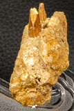 07745 - Collector Grade 4.02 Inch Spinosaurus Dinosaur Partial Right Dentary Bone Cretaceous KemKem Beds