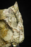 22228 - Top Rare 3.20 Inch Unidentified Theropod Dinosaur Vertebra (Tail) Bone Cretaceous KemKem