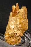07745 - Collector Grade 4.02 Inch Spinosaurus Dinosaur Partial Right Dentary Bone Cretaceous KemKem Beds