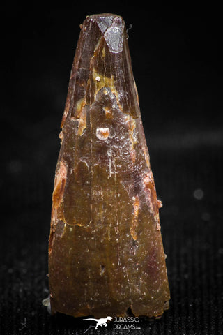 06098 - Top Beautiful 0.78 Inch Pterosaur (Coloborhynchus) Tooth Cretaceous KemKem