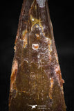 06098 - Top Beautiful 0.78 Inch Pterosaur (Coloborhynchus) Tooth Cretaceous KemKem