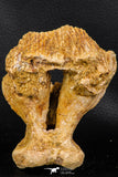 07746 - Museum Grade 4.84 Inch Ethmosphenoid Portion of Braincase of Mawsonia lavocati Cretaceous Coelacanth