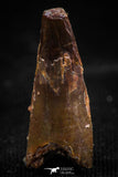 06098 - Top Beautiful 0.78 Inch Pterosaur (Coloborhynchus) Tooth Cretaceous KemKem