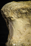 22229 - Top Huge 4.66 Inch Spinosaurus Dinosaur Partial Caudal (Tail) Vertebra Bone Cretaceous KemKem