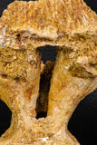 07746 - Museum Grade 4.84 Inch Ethmosphenoid Portion of Braincase of Mawsonia lavocati Cretaceous Coelacanth