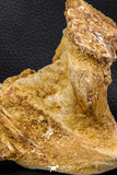 07746 - Museum Grade 4.84 Inch Ethmosphenoid Portion of Braincase of Mawsonia lavocati Cretaceous Coelacanth