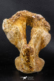 07746 - Museum Grade 4.84 Inch Ethmosphenoid Portion of Braincase of Mawsonia lavocati Cretaceous Coelacanth