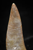 06100 - Top Quality 1.32 Inch Enchodus libycus Tooth Late Cretaceous