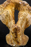 07746 - Museum Grade 4.84 Inch Ethmosphenoid Portion of Braincase of Mawsonia lavocati Cretaceous Coelacanth