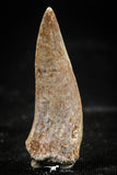 06100 - Top Quality 1.32 Inch Enchodus libycus Tooth Late Cretaceous