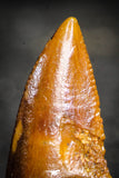 22230 - Well Preserved 1.04 Inch Abelisaur Dinosaur Tooth Cretaceous KemKem