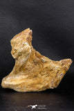 07746 - Museum Grade 4.84 Inch Ethmosphenoid Portion of Braincase of Mawsonia lavocati Cretaceous Coelacanth