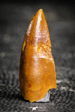 22230 - Well Preserved 1.04 Inch Abelisaur Dinosaur Tooth Cretaceous KemKem