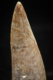 06100 - Top Quality 1.32 Inch Enchodus libycus Tooth Late Cretaceous