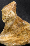 07746 - Museum Grade 4.84 Inch Ethmosphenoid Portion of Braincase of Mawsonia lavocati Cretaceous Coelacanth