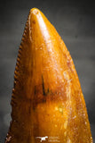 22230 - Well Preserved 1.04 Inch Abelisaur Dinosaur Tooth Cretaceous KemKem