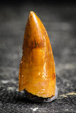 22230 - Well Preserved 1.04 Inch Abelisaur Dinosaur Tooth Cretaceous KemKem