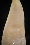 06101 - Top Beautiful 1.11 Inch Enchodus libycus Tooth Late Cretaceous