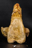 07746 - Museum Grade 4.84 Inch Ethmosphenoid Portion of Braincase of Mawsonia lavocati Cretaceous Coelacanth