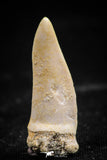 06101 - Top Beautiful 1.11 Inch Enchodus libycus Tooth Late Cretaceous