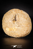 88930 - Top Beautiful 1.21 Inch Phacodus Dental Plate in Natural Matrix Cretaceous