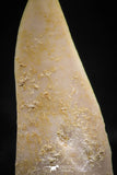 06101 - Top Beautiful 1.11 Inch Enchodus libycus Tooth Late Cretaceous